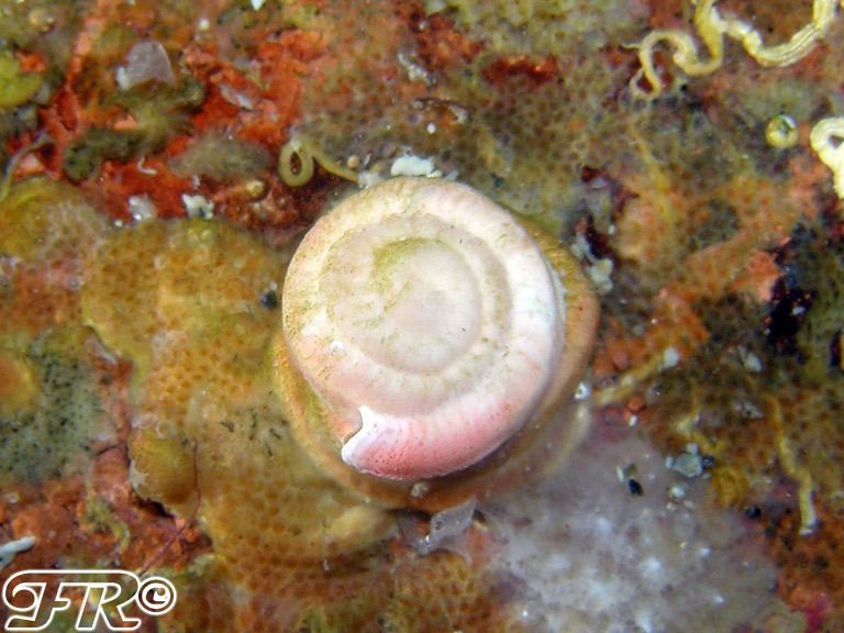 Serpulidae